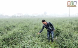 L&agrave;m mới c&aacute;nh đồng cũ