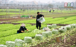 N&ocirc;ng d&acirc;n phấn khởi v&igrave; rau xanh được gi&aacute;