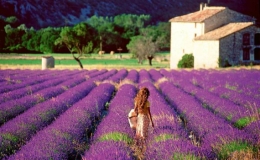 C&aacute;nh đồng hoa oải hương trải d&agrave;i tận ch&acirc;n trời ở Ph&aacute;p