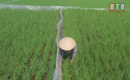 Đ&ocirc;ng Hưng cấp  tr&ecirc;n 1,1 tấn thuốc diệt chuột cho c&aacute;c x&atilde;