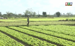 Hiệu quả m&ocirc; h&igrave;nh tổ hợp t&aacute;c sản xuất rau an to&agrave;n