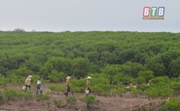 Rừng ngập mặn &ndash; L&aacute; chắn thi&ecirc;n tai (Kỳ I) 