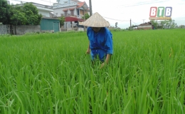 Th&agrave;nh phố tập trung chăm s&oacute;c l&uacute;a xu&acirc;n