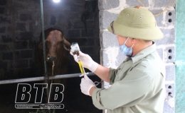 39 hộ chăn nu&ocirc;i ph&aacute;t sinh dịch bệnh vi&ecirc;m da nổi cục tr&ecirc;n tr&acirc;u, b&ograve;