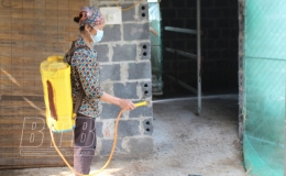 60 hộ chăn nu&ocirc;i ph&aacute;t sinh bệnh vi&ecirc;m da nổi cục tr&ecirc;n tr&acirc;u, b&ograve;