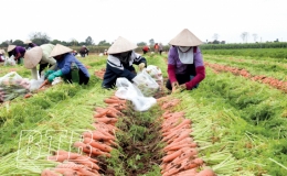 Cấp m&atilde; số v&ugrave;ng trồng n&ocirc;ng sản