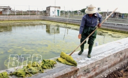 Chuẩn bị tốt c&aacute;c điều kiện nu&ocirc;i trồng thủy sản