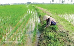 Để vụ l&uacute;a xu&acirc;n gi&agrave;nh thắng lợi