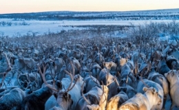 H&agrave;ng trăm ngh&igrave;n con tuần lộc di cư trước khi m&ugrave;a xu&acirc;n đến