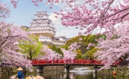 Hoa anh đ&agrave;o bung nở khắp Tokyo