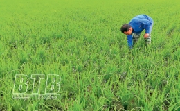 Kiến Xương: Chăm s&oacute;c, bảo vệ l&uacute;a xu&acirc;n