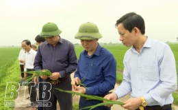 Kiến Xương: Chủ động ph&ograve;ng trừ bệnh đạo &ocirc;n cho to&agrave;n bộ diện t&iacute;ch l&uacute;a xu&acirc;n