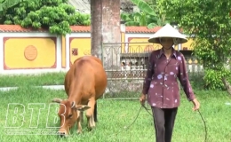 Kiến Xương: Ph&ograve;ng, chống dịch bệnh tr&ecirc;n đ&agrave;n tr&acirc;u, b&ograve;