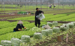 Th&aacute;i B&igrave;nh chưa c&oacute; tổ chức, c&aacute; nh&acirc;n được cấp m&atilde; số v&ugrave;ng trồng v&agrave; cơ sở đ&oacute;ng g&oacute;i