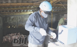 Tiền Hải chủ động t&aacute;i đ&agrave;n gia s&uacute;c, gia cầm