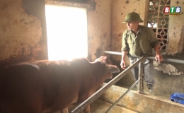 Tiền Hải ph&ograve;ng chống bệnh vi&ecirc;m da nổi cục tr&ecirc;n đ&agrave;n tr&acirc;u, b&ograve;