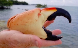 V&igrave; sao c&agrave;ng cua đ&aacute; c&oacute; gi&aacute; đắt đỏ?