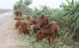 Vũ Thư: 2 x&atilde; c&oacute; b&ograve; nhiễm dịch bệnh vi&ecirc;m da nổi cục