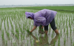 Vũ Thư:  tăng 49 ha l&uacute;a xu&acirc;n so với vụ xu&acirc;n năm 2020