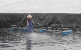 Để c&oacute; vụ nu&ocirc;i thủy sản thắng lợi