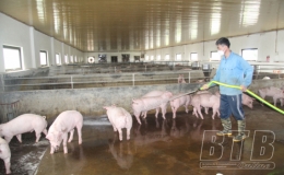  Đ&ocirc;ng Đ&ocirc;: Ph&aacute;t triển chăn nu&ocirc;i lợn theo hướng h&agrave;ng h&oacute;a