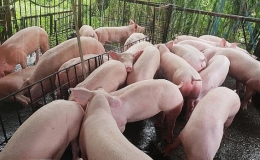 Gi&aacute; lợn hơi khoảng 51.000-54.000 đồng/kg