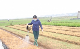 Hưng H&agrave;: Tập trung chăm s&oacute;c, bảo vệ 2.500ha c&acirc;y m&agrave;u vụ xu&acirc;n   