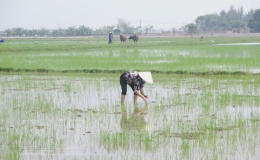 Kiến Xương: Ti&ecirc;u hủy l&uacute;a cỏ, bảo vệ l&uacute;a xu&acirc;n