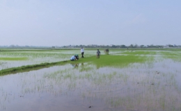  L&uacute;a cỏ tr&ecirc;n đồng ruộng ở Kiến Xương g&acirc;y hại cho sản xuất