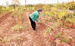 Mật ngọt từ đất kh&oacute;