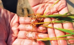 Một số lưu &yacute; chăm s&oacute;c l&uacute;a sau những ng&agrave;y r&eacute;t kh&ocirc;