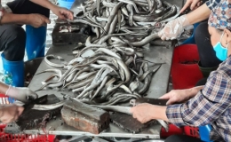 Ph&aacute;t triển nghề chế biến thủy hải sản tại Nam Thịnh