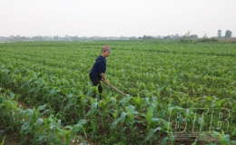 Quỳnh Ho&agrave;ng: Chăm s&oacute;c c&acirc;y m&agrave;u vụ xu&acirc;n