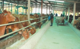 Rẽ tr&aacute;i l&agrave;m n&ocirc;ng, nu&ocirc;i b&ograve; nghe nhạc