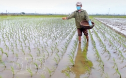 Tập trung chăm s&oacute;c l&uacute;a xu&acirc;n