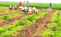 Tỉnh Hải Dương ho&agrave;n th&agrave;nh nhiệm vụ x&acirc;y dựng n&ocirc;ng th&ocirc;n mới năm 2020