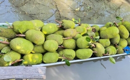 Xuất khẩu rau quả giảm mạnh