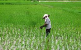 Chủ động chăm s&oacute;c l&uacute;a xu&acirc;n