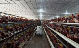 Chuyển dịch cơ cấu giống vật nu&ocirc;i