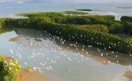 Cồn chim - Ốc đảo xanh ở B&igrave;nh Định