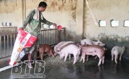 Vũ Thư: Chăn nu&ocirc;i lợn chịu ảnh hưởng lớn từ &ldquo;b&atilde;o k&eacute;p&rdquo;