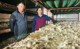 Đưa nấm rơm trở th&agrave;nh sản phẩm OCOP