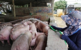 Gi&aacute; thịt lợn tiếp tục xuống đ&aacute;y
