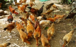 Một số lưu &yacute; khi t&aacute;i đ&agrave;n vật nu&ocirc;i