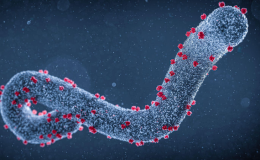 Tăng cường gi&aacute;m s&aacute;t v&agrave; ngăn chặn bệnh Marburg