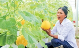 Tăng cường hỗ trợ hội vi&ecirc;n, n&ocirc;ng d&acirc;n tiếp cận tiến bộ khoa học c&ocirc;ng nghệ, ti&ecirc;u thụ sản phẩm