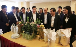 T&igrave;m thị trường cho l&uacute;a, gạo Th&aacute;i B&igrave;nh