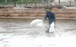 Bảo đảm c&aacute;c điều kiện xuống giống thủy sản