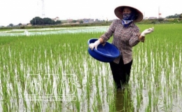 Hưng H&agrave;: Chăm s&oacute;c, bảo vệ l&uacute;a xu&acirc;n