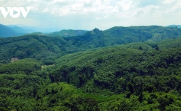 Năm 2023: Cả nước c&oacute; hơn 14,86 triệu ha rừng